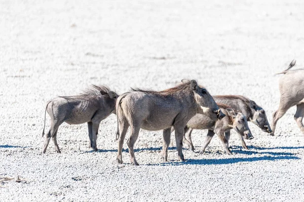 Warthogs en las Salinas del Parque Nacional Etosha —  Fotos de Stock