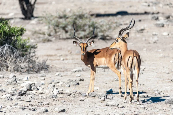 Impalas az Etosha nemzeti parkban — Stock Fotó