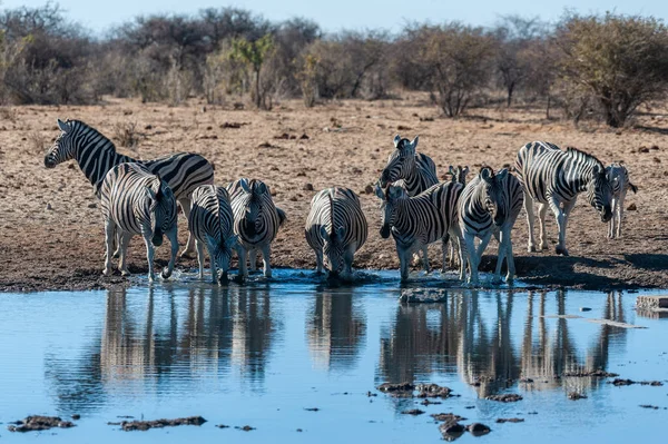 Etosha'da bir grup Zebra — Stok fotoğraf