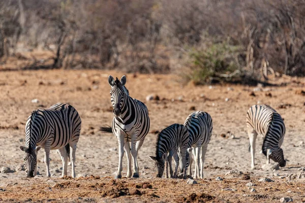 Skupina zebry v Etoši — Stock fotografie