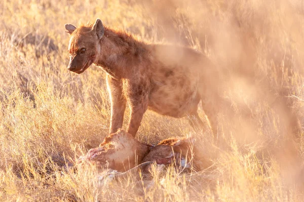 Manchado hiena con presa —  Fotos de Stock