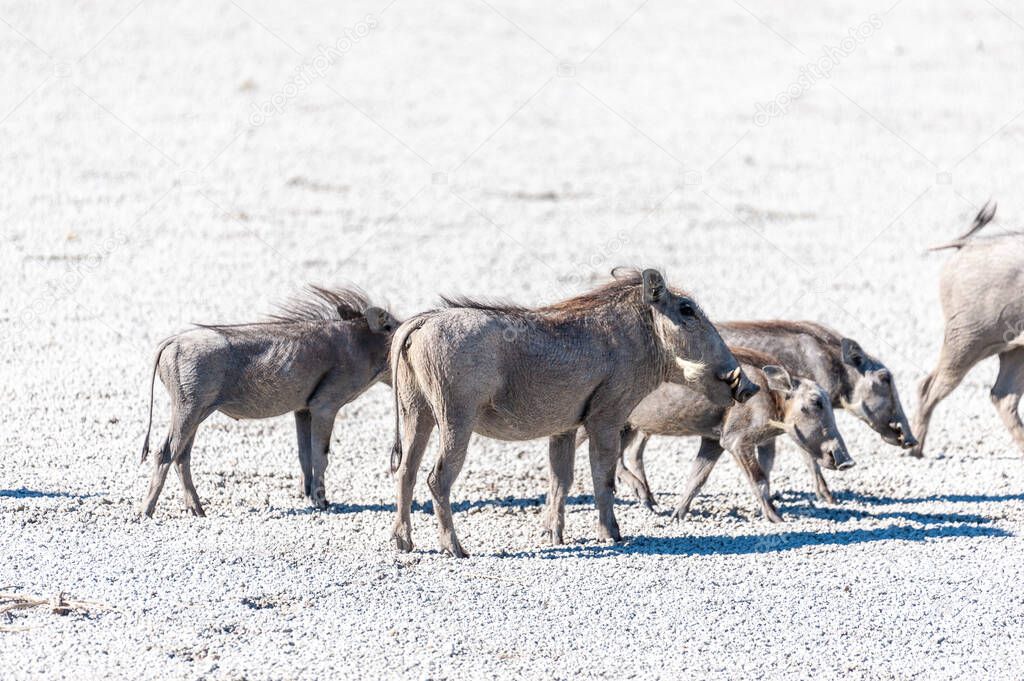 Warthogs on the Salt Pans of Etosha National Park