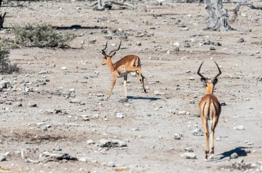 Impalas- Etosha Ulusal Parkı