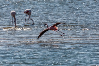 Walvis Körfezi'nde Flamengos