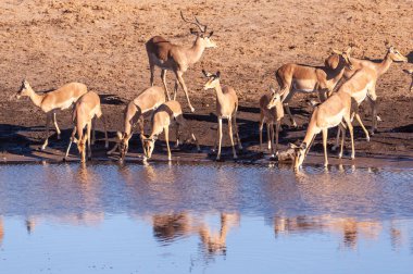 Impalas bir su birikintisi içme