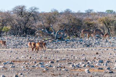 Kudus bir su birikintisine yaklaşıyor.