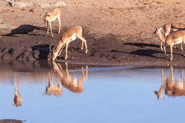 Impalas bea dintr-o gaură de apă — Fotografie, imagine de stoc