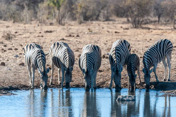 กลุ่มของ Zebras ใน Etosha — ภาพถ่ายสต็อก