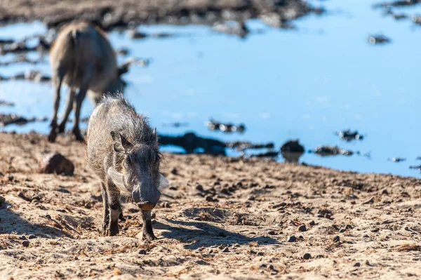 Warthogs στο Εθνικό Πάρκο Etosha — Φωτογραφία Αρχείου