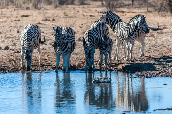 Zebre nel Parco Nazionale di Etosha — Foto Stock