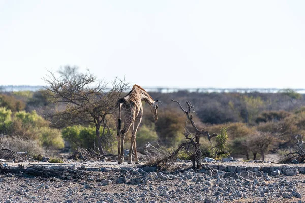 Καμηλοπαρδάλεις στο Εθνικό Πάρκο Etosha — Φωτογραφία Αρχείου