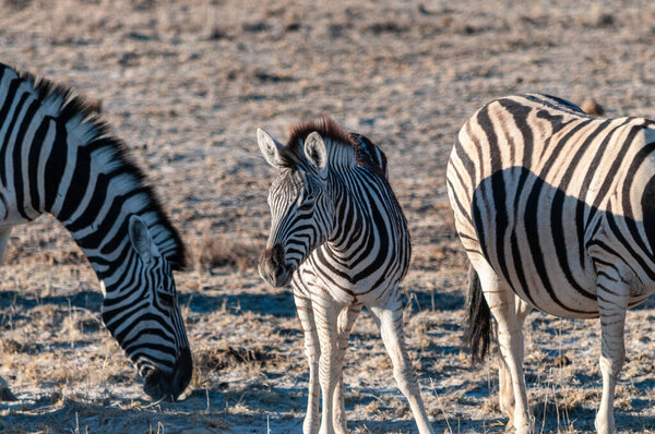 A group of Burchells Plains zebra -Equus quagga burchelli- standing close to each other on the plains of Etosha National Park, Namibia.