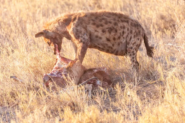 Hyena s kořistí — Stock fotografie