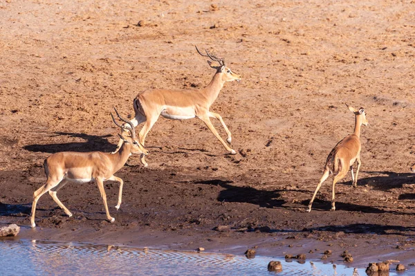 Rusteloze Impala's in de buurt van een Waterhole — Stockfoto