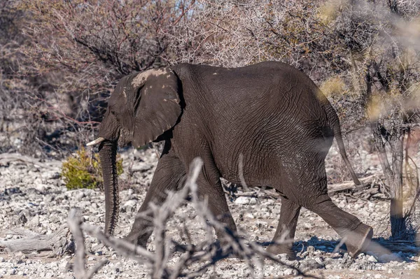 Primer plano de un elefante africano pasando por —  Fotos de Stock