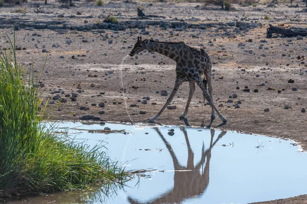 Giraffe nel Parco Nazionale di Etosha — Foto Stock