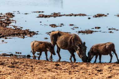 Etosha Milli Parkı 'ndaki Yaban domuzları