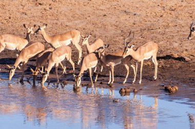 Impalas bir su birikintisi içme