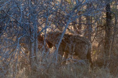 Av ile Benekli Sırtlan