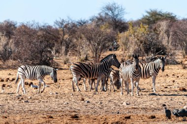 Etosha'da bir grup Zebra