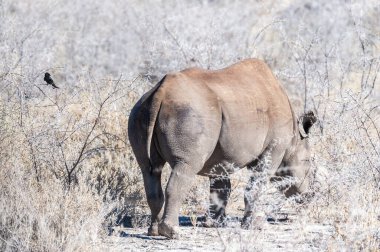 Siyah Gergedan Bir ağacın altında Tarama.