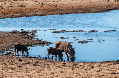 Etosha Milli Parkı 'ndaki Yaban domuzları