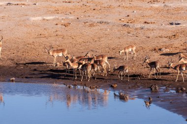 Impalas bir su birikintisi içme