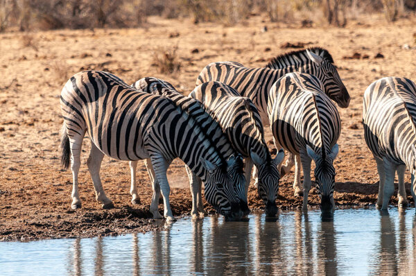 A group of Burchells Plains zebra -Equus quagga burchelli- drinking from a waterhole in Etosha National Park, Namibia.