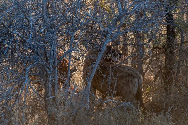 Vazut Hyena cu prada — Fotografie, imagine de stoc