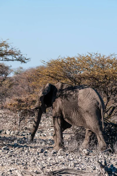 Gros plan d'un éléphant d'Afrique passant par là — Photo