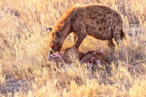 Spotted Hyena with Prey — Stok Foto