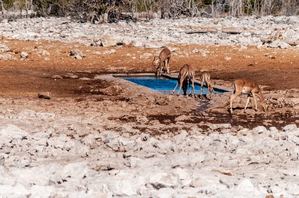 물웅덩이 근처에서 마시고 있는 임팔라 — 스톡 사진