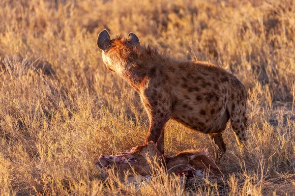 Vazut Hyena cu prada — Fotografie, imagine de stoc