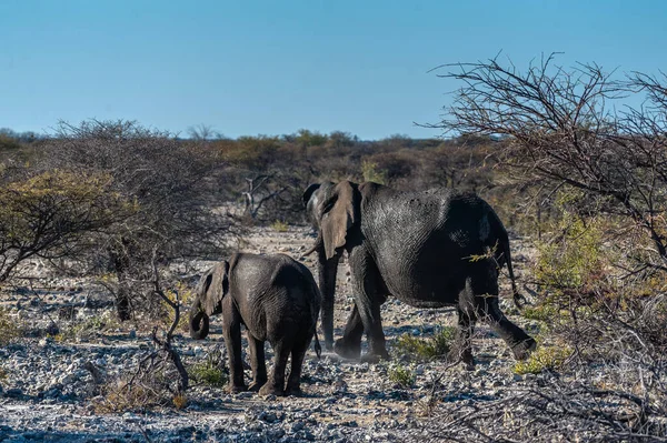 Pasan dos elefantes africanos . — Foto de Stock