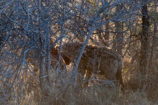 Пятнистая гиена с добычей — стоковое фото