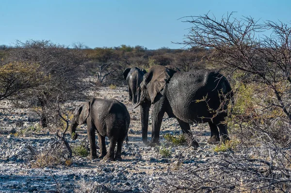 Kolem projíždějí dva afričtí sloni. — Stock fotografie