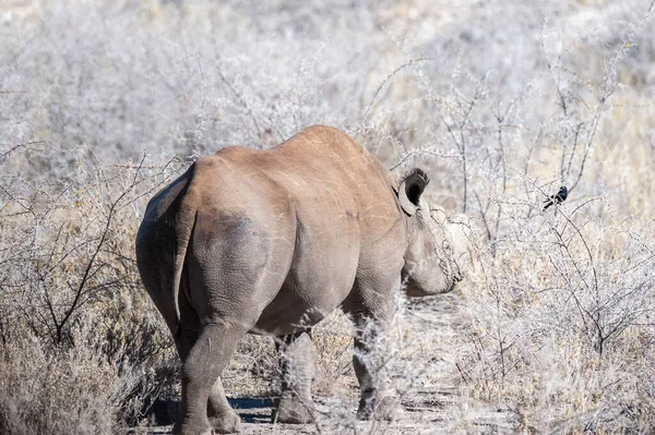 Black Rhinoceros Browsing under a tree. — Stock Photo, Image