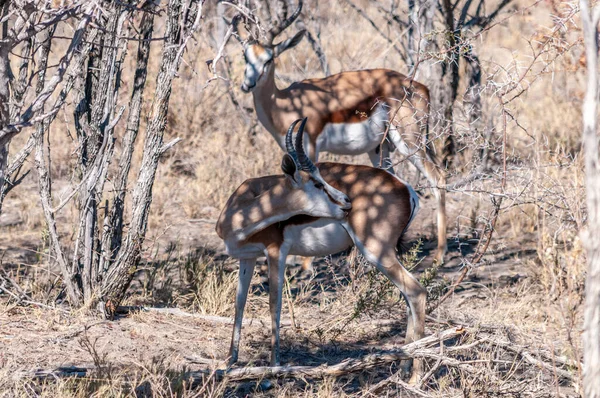 Impalas w parku narodowym Etosha — Zdjęcie stockowe