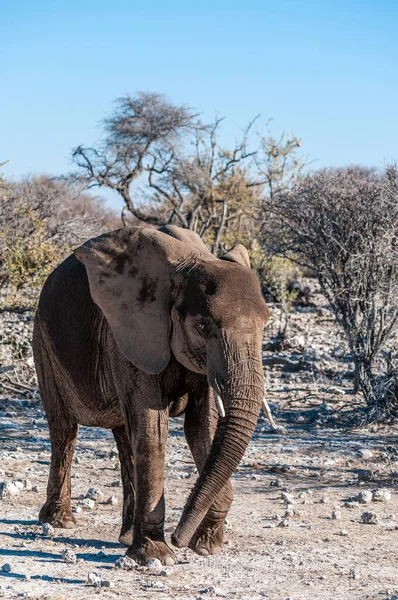 Gros plan d'un éléphant d'Afrique passant par là — Photo