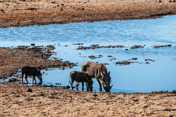 Warthogs en el Parque Nacional Etosha — Foto de Stock