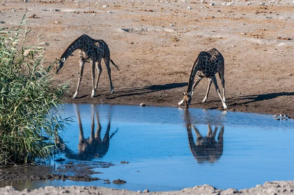 Giraffer i Etosha National Park — Stockfoto