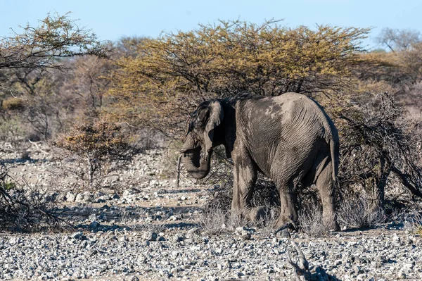 Nahaufnahme eines vorbeiziehenden afrikanischen Elefanten — Stockfoto