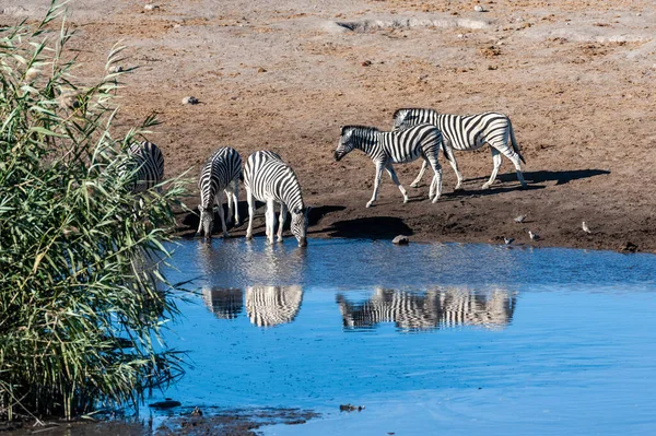 Zebror i etosha national park. — Stockfoto