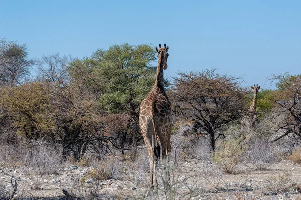 Жирафы в Национальном парке Этоша — стоковое фото