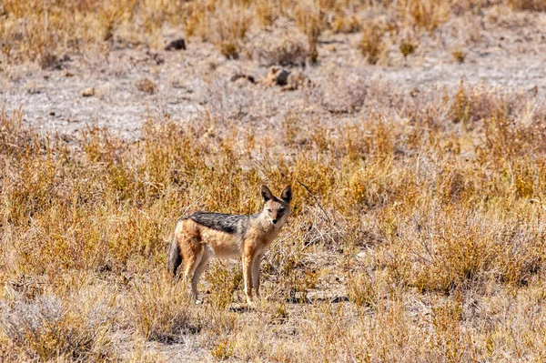 Chacal nas planícies secas de Etosha — Fotografia de Stock