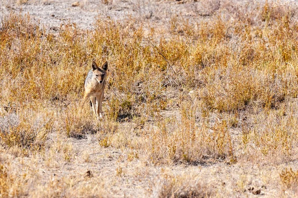 Le chacal dans les plaines sèches d'Etosha — Photo