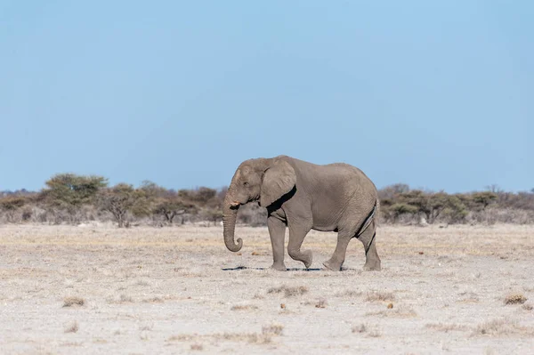 Un elefante macho solitario caminando por las llanuras del Parque Nacional Etosha — Foto de Stock