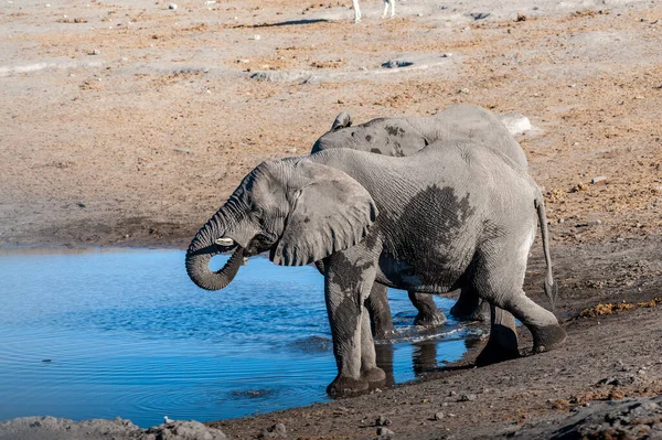 Dois elefantes machos bebendo de um buraco de água . — Fotografia de Stock