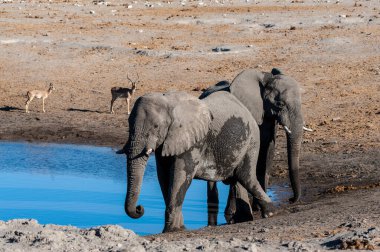 İki Erkek Fil Bir Su Deliğinden İçme.