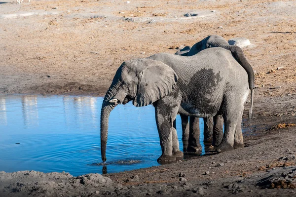 两只雄性大象从水洞里喝水. — 图库照片